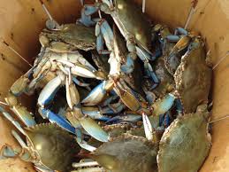 Buy fresh local live crabs. There S More Than One Way To Catch Crabs Soundings Online