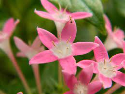 pentas lanceolata venus salmon