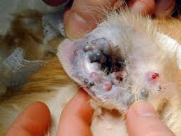 Medical Management Of Otitis Veterian Key