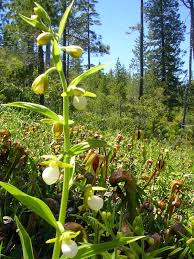 Image result for Chironia elgonensis