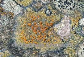 Image result for Ficalhoa