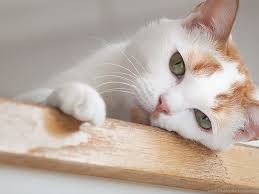 Download Wallpapers 1366x768 Cat Face Eyes Boring Laptop Desktop Background