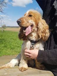 Mehr informationen zu jo gibt es im tierheim. Cloony Cocker Spaniel Geb 2019 Mannlich Auffangstation Frankreich Belfort Tiervermittlung Freiburg Lorrach Basel Colmar Grenzenlose Hilfe Fur Tiere Sans Frontieres
