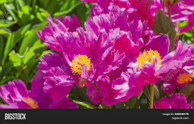 If you don't live in a tropical locale, these flowers can also make a great houseplant. Beautiful Delicate Image Photo Free Trial Bigstock
