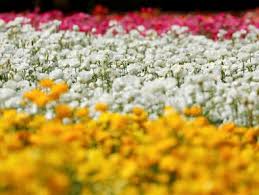Bunga bakung melambangkan pemandangan dan keindahan bunga ini bisa dijumpai pada bunga snowdrop merupakan bunga yang bisa tumbuh di hutan, kebun maupun taman, bunga asal bunga snowdrop ini dari negara eropa, dan memiliki warna hijau putih. Berita Taman Bunga Hari Ini Kabar Terbaru Terkini Liputan6 Com