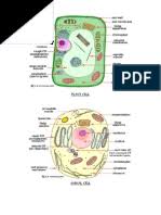 Messenger molecules copied from the dna pass through pores in the nuclear membrane (3). 1 Plant And Animal Cells Qp Olevel Cie Biology Cytoplasm Cell Biology