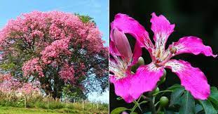 Ceiba Speciosa Silk Floss Tree World Of Succulents Flowering Trees Deciduous Trees Silk Floss
