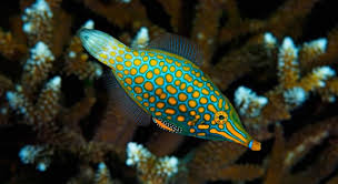 Fishing trivia quizzes in our hobbies class. What Type Of Fish Is This Trivia Questions Quizzclub