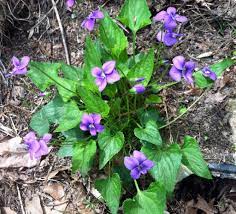 Common Blue Violet Viola Sororia Blue Violet Violet Plant Violet Flower