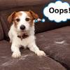 Pet hair removers are essential for pet owners to get fur off of clothes, furniture, and more. 1