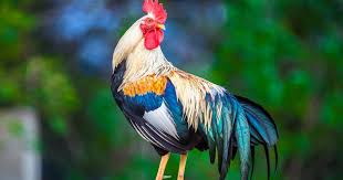 A younger male may be called a cockerel; Your Questions Answered The Benefits Of A Rooster And The Challenges Of Mix Species Flocks The Poultry Site
