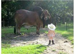 Image result for cowboy jokes