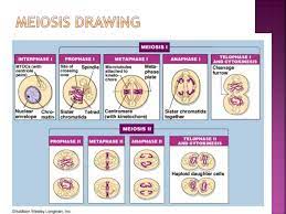 Many products that you buy can be obtained using instruction manuals. Cells Alive Meiosis Animation Ta Ppt Download