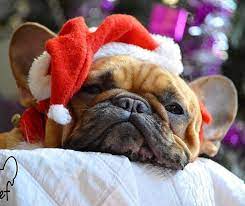 Christmas Holiday Cuteness Overload French Bulldog In A Santa Hat What A Face Mastiff Puppies Cute Animals Cute Puppies