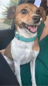 Adopt Elise On Petfinder Help Homeless Pets Dog Adoption Dog Party