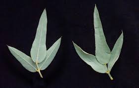 Image result for Otoptera