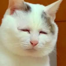 ボード photos chats chiens vaches etc les respecter donc les aimer のピン