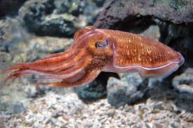 Dalam 85 gram sotong, terkandung beragam macam kandungan mineral. 5 Keunikan Cumi Cumi Dari Tubuh Bercahaya Hingga Tiga Jantung