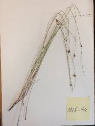 Image result for Scleria catophylla