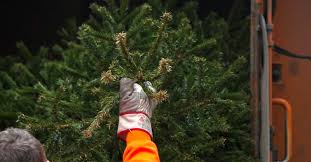 Doch man kann die bäume auch anders loswerden. Wann Die Mullabfuhr In Sudbaden Den Weihnachtsbaum Mitnimmt Baden Fm