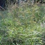 Image result for Hyparrhenia rufa