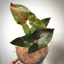 Image result for Pilea johnstonii