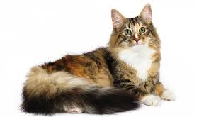 Norwegian Forest Cat Colors An Amazing Array Of Beautiful