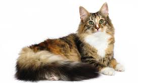 norwegian forest cat colors an amazing array of beautiful