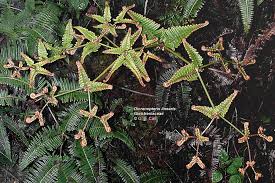 Image result for Gleicheniaceae