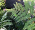 Image result for Microlepia speluncae