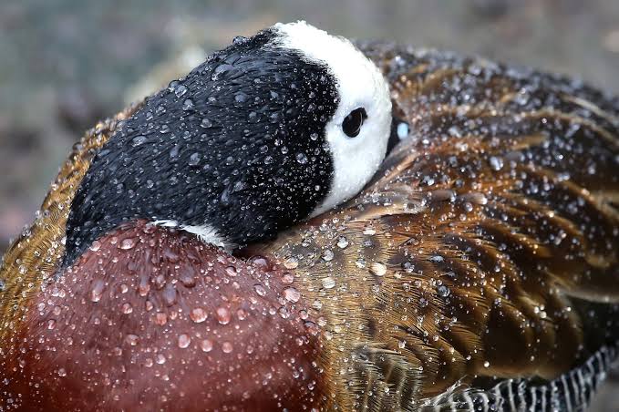 Preening Waterproofs Feathers — Biological Strategy — AskNature