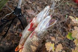 Typically, a long and narrow kayak is faster. How Do You Use A Fish Stringer While Kayak Fishing Master Kayak Fishing