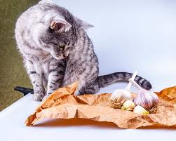 These foods are typically poisonous when eaten in large quantities, but exposure to concentrated forms of onion or garlic, such as onion soup mix or garlic powder, can also be toxic. Can Cats Eat Garlic What You Need To Know Excitedcats