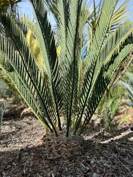 Image result for Encephalartos chimanimaniensis