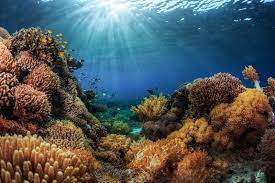 Browse 18,106 ocean floor stock photos and images available, or search for deep sea or coral reef to find more great stock photos and pictures. 15 Activities For Kids About The Ocean Ecosystem Nature S Path Blog