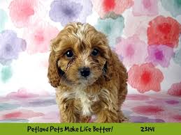 Rehome buy and sell, and give an animal a forever home with preloved! Cavapoo Dog Male Red W White Markings 2681829 Petland Pets Puppies Chicago Illinois