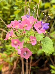 Image result for Karomia tettensis