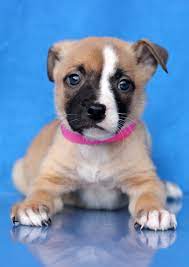 Maybe you would like to learn more about one of these? Adoption Event At The Westminster Petsmart In Md Petfinder Event Calendar