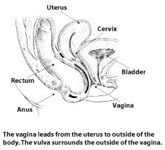 This process is known as menstruation. Vulvar Care