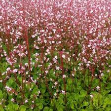 Saxifraga Umbrosa Plantes Vivaces Acheter Des Plantes En Ligne Matelma Com