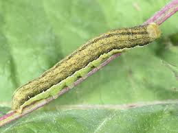 Image result for Polymixis polymita