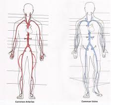 Arteries and veins of the human body. Common Artery Labeling