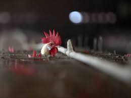 Luenza aviar, y comúnmente gripe del pollo y gripe de los pájaros, designa a una enfermedad provocada por virus y que afecta a las aves. Dryoc6 S4pho6m