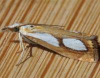 Image result for Catoptria pinella