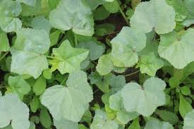 Image result for Malva verticillata