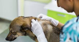 Corneal ulcers are lesions that affect the middle and inner layer of the cornea. Skin Ulcers And Draining Lesions In Dogs Petcoach