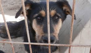Maybe you would like to learn more about one of these? The Adoption Of Abandoned Animals In Spain Abogacia Espanola