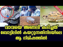 Popular Snake Catcher Vava Suresh S Condition Was Critical Viral Snake Attack Video The Primetime We have a large array of virtual phone numbers that allows you receive sms from all over the world.