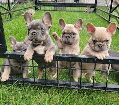 French bulldog puppies for sale under 1000 in texas. French Bulldog Puppies For Sale Under 1000 Pets Lovers