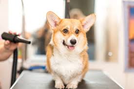 Monica's mobile grooming has expanded due to our high demand and employs only the kindest, most gentle, professional groomers. Mobile Pet Grooming Miami Dog Grooming Services Miami Fl